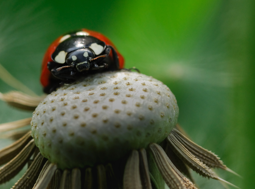 Coccinelle